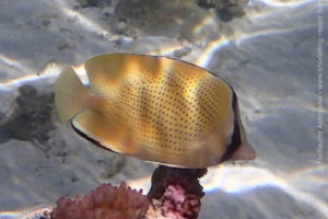 Chaetodon citrinellus