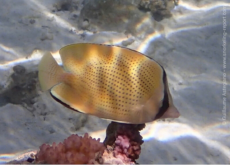 Chaetodon citrinellus