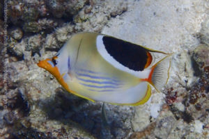 Chaetodon ephippium