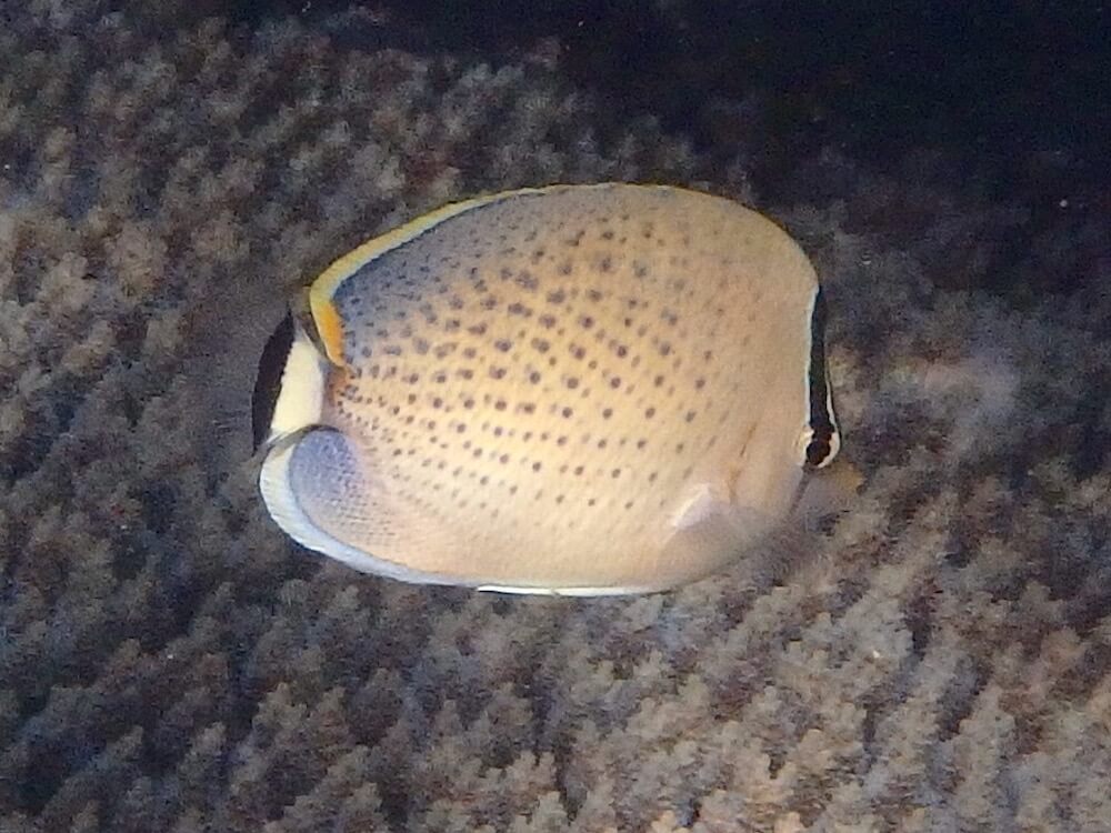 Chaetodon guttatissimus