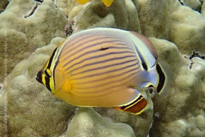 Chaetodon lunulatus