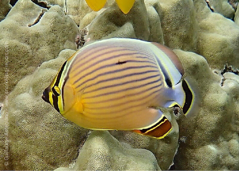 Chaetodon lunulatus