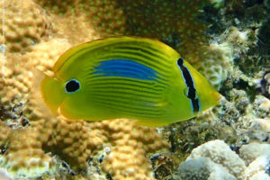 Chaetodon plebeius