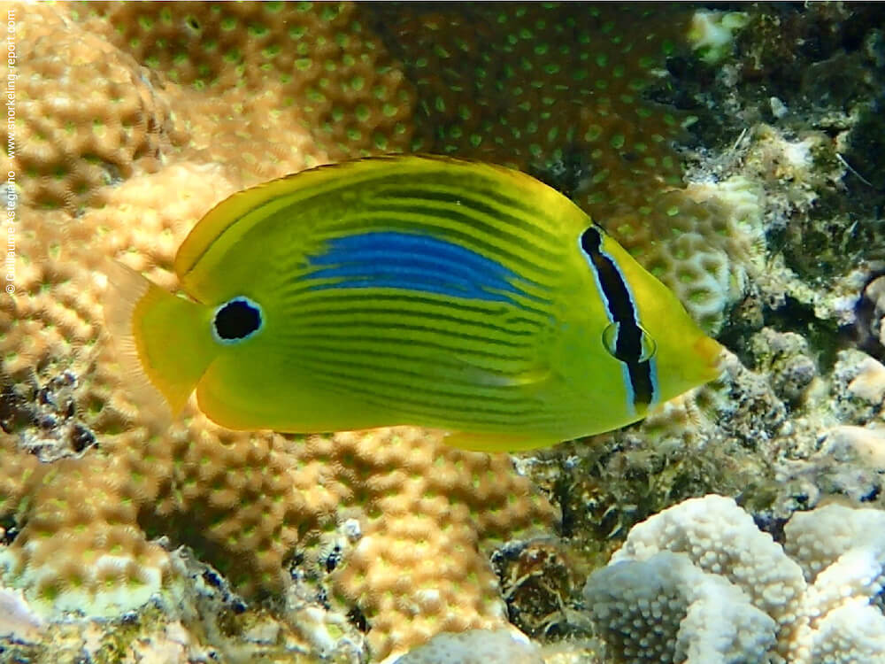 Chaetodon plebeius