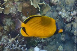 Chaetodon semeion