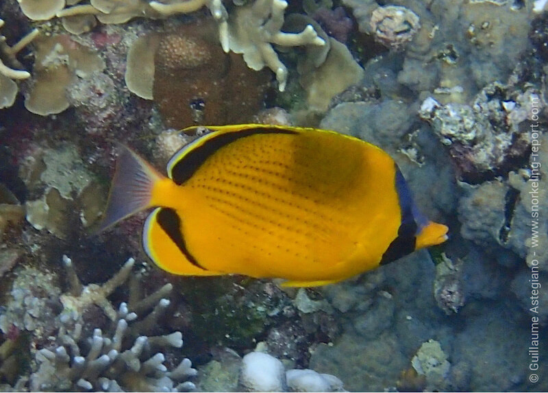 Chaetodon semeion