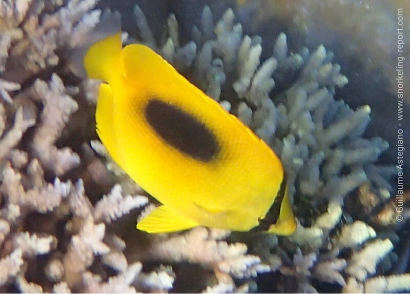 Chaetodon speculum