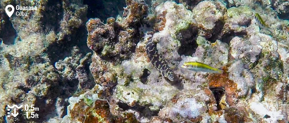 Chain moray at Guasasa