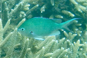 Chromis atripectoralis