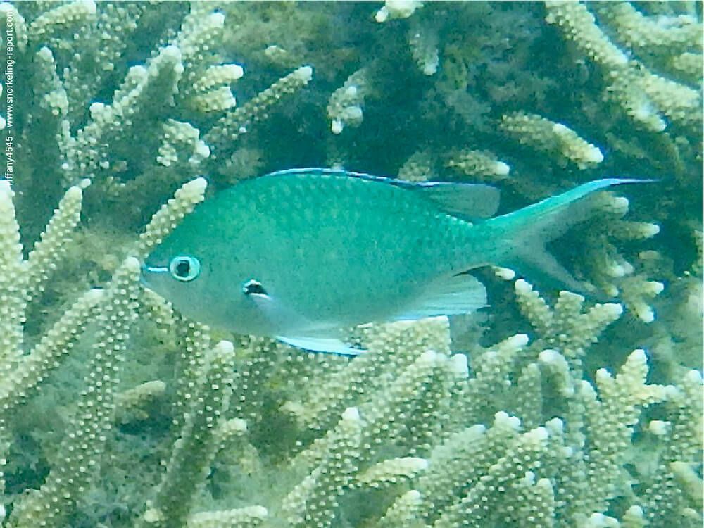 Chromis atripectoralis