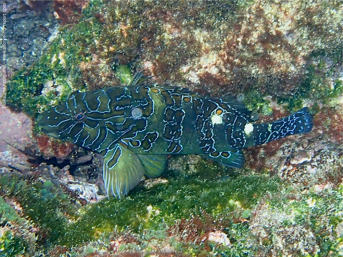 Cirrhitus rivulatus