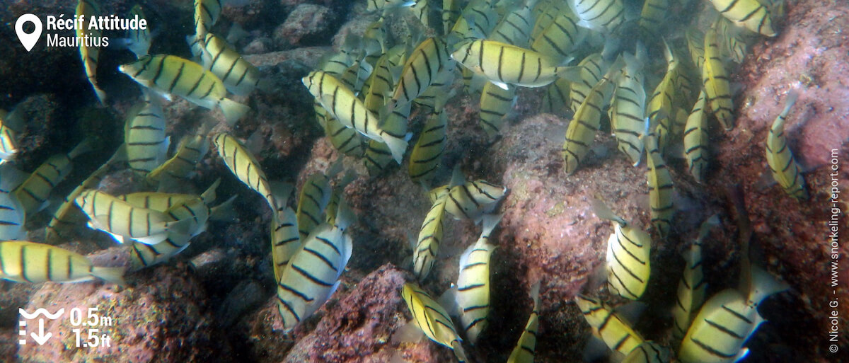 Convict tang at Recif Attitude