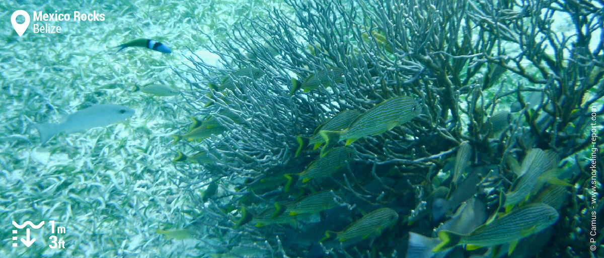 Coral reef at Mexico Rocks, Belize