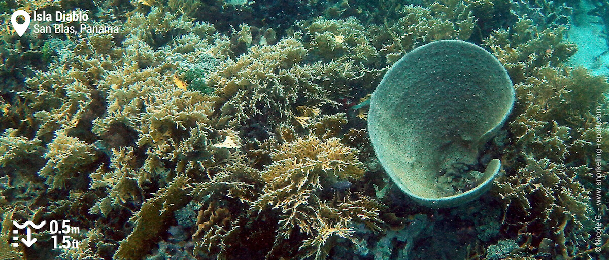 Coral reef at Isla Diablo, San Blas