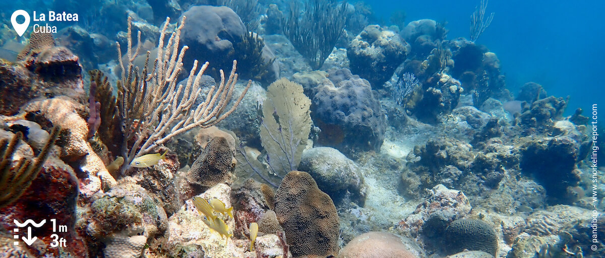 Coral reef slopes at La Batea