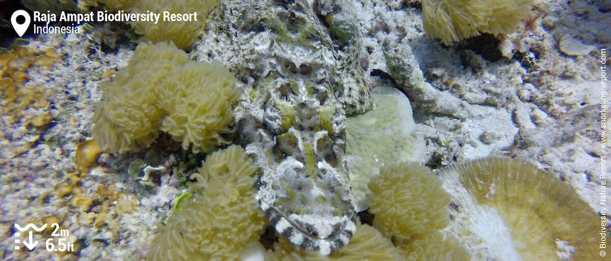 Crocodile fish at Raja Ampat Biodiversity Resort