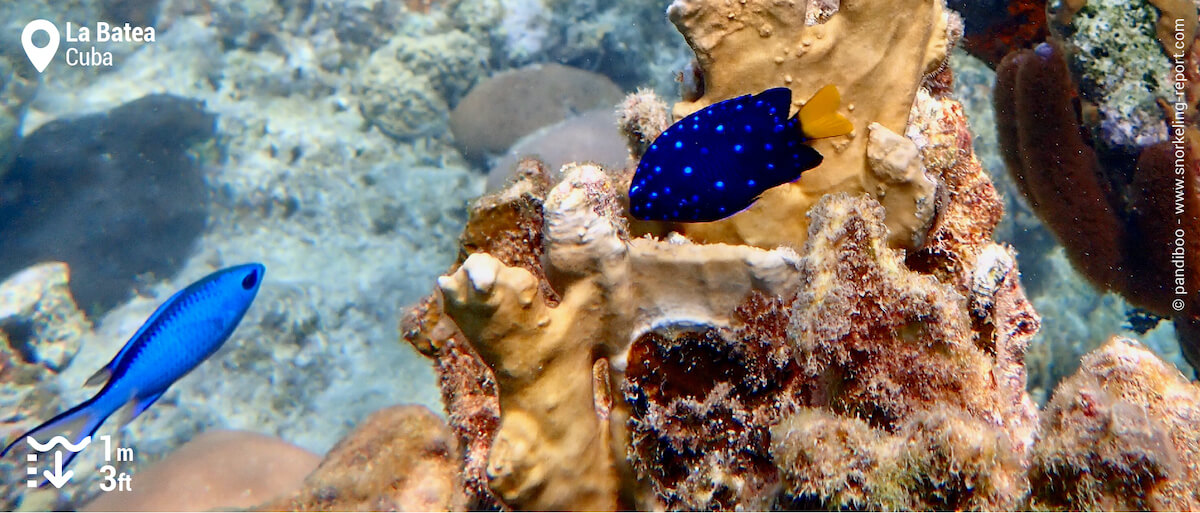 Damselfish and chromis at Playa La Batea