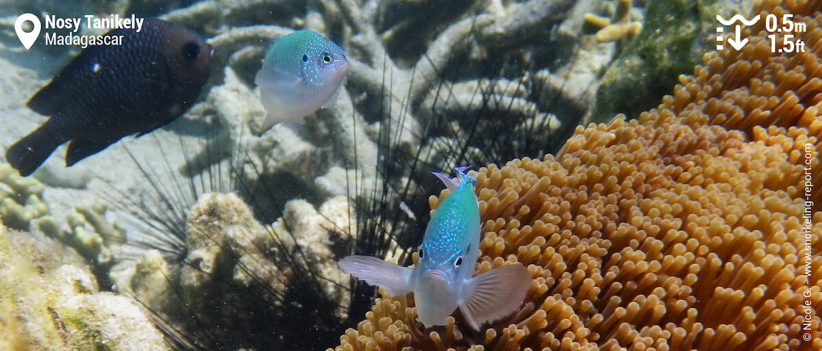 Damselfish at Nosy Tanikely