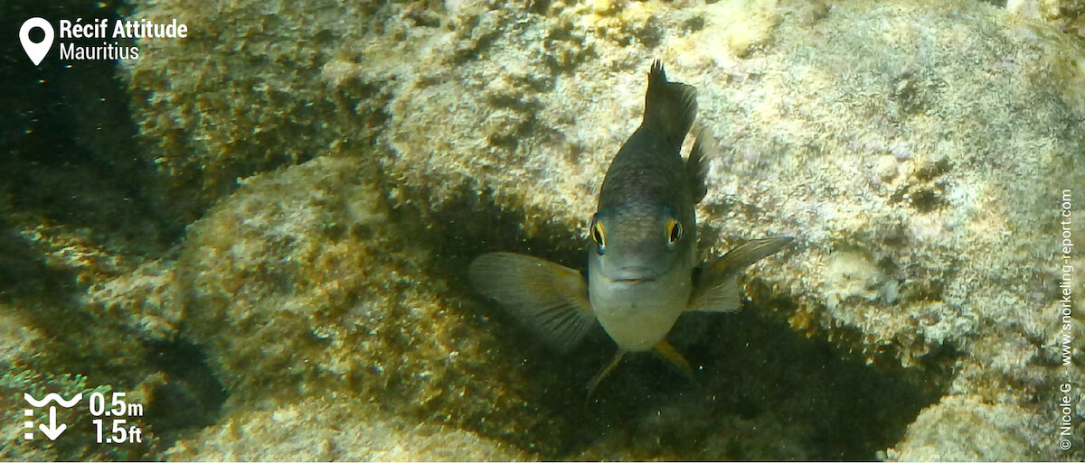 Damselfish