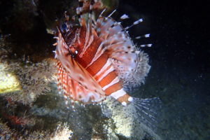 dendrochirus zebra