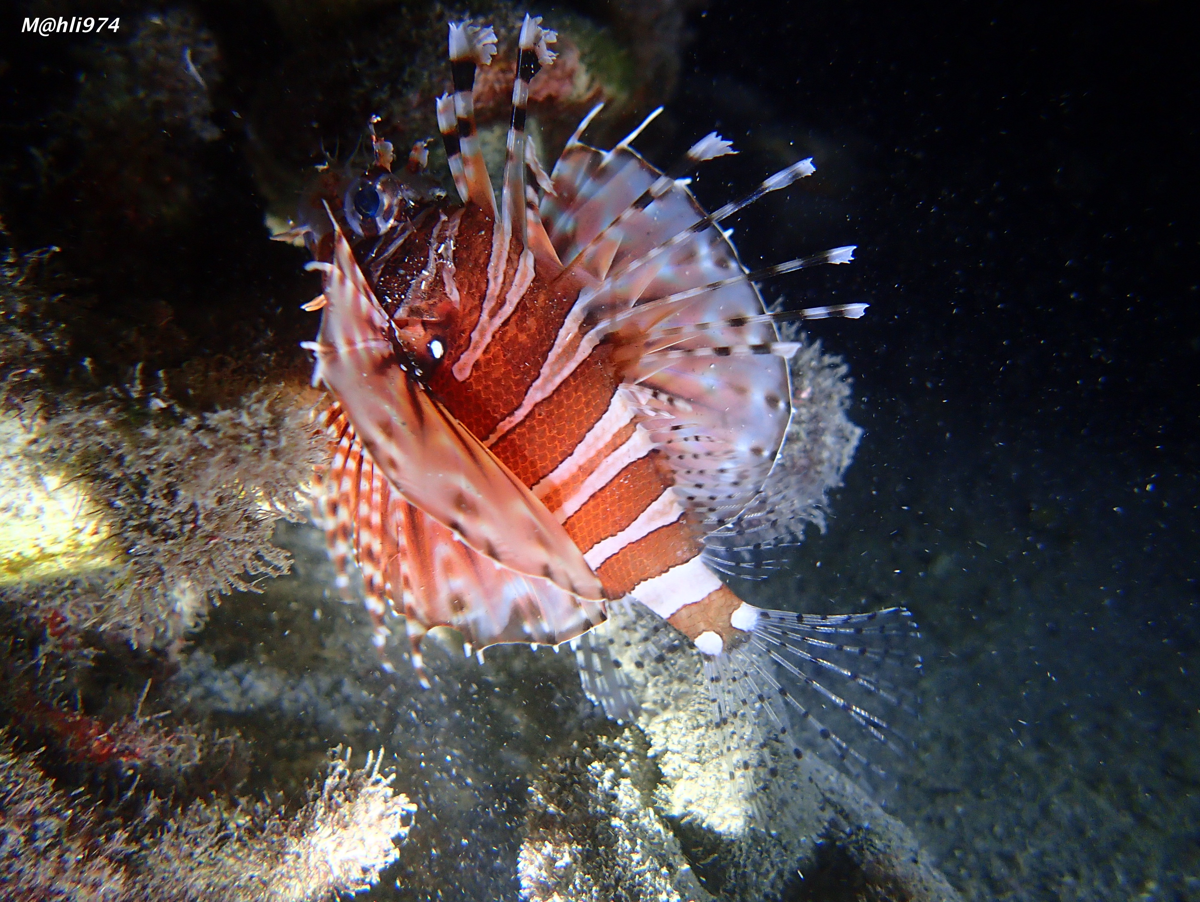 dendrochirus zebra