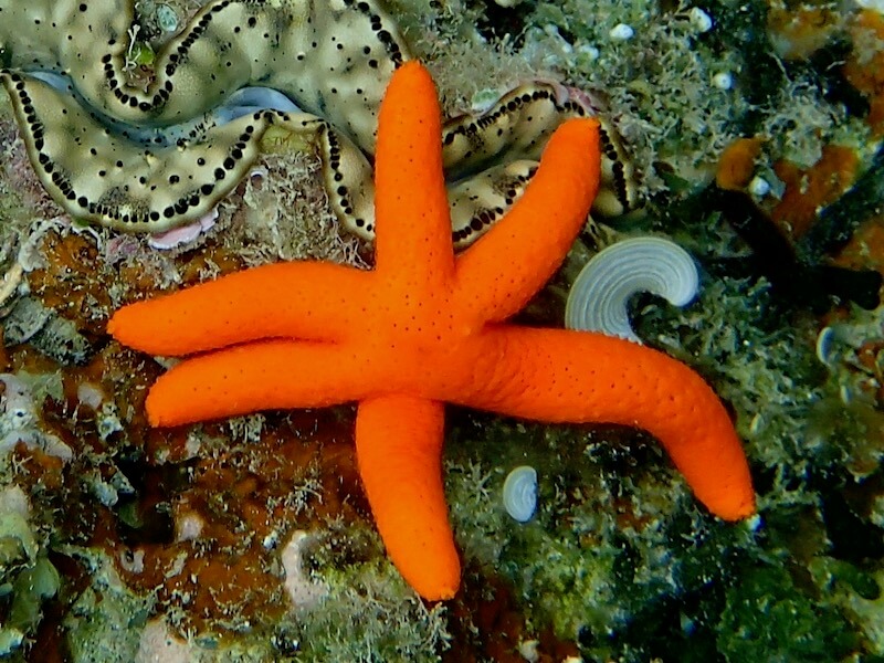 Echinaster luzonicus