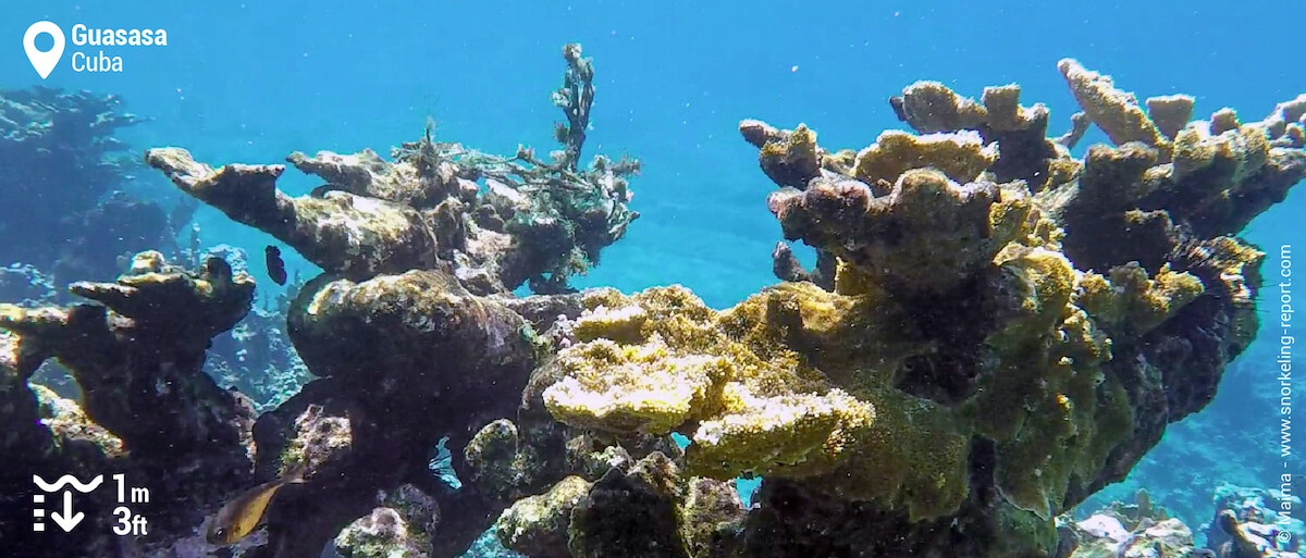 Elkhorn coral at Guasasa