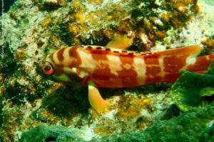 Epinephelus fasciatus