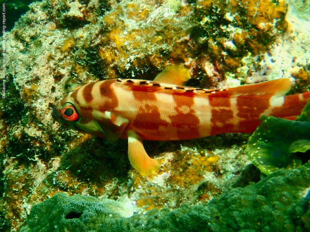 Epinephelus fasciatus