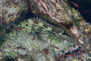 Epinephelus labriformis