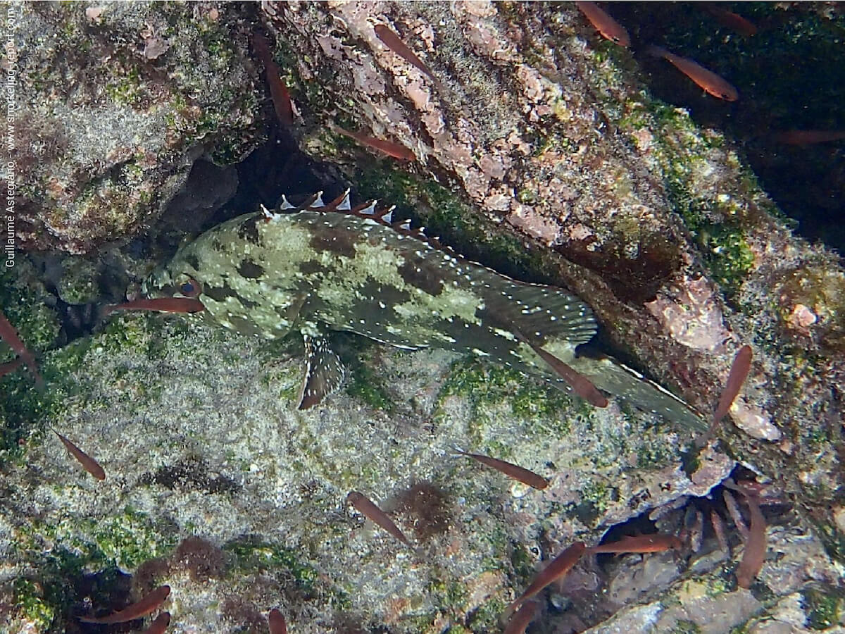 Epinephelus labriformis