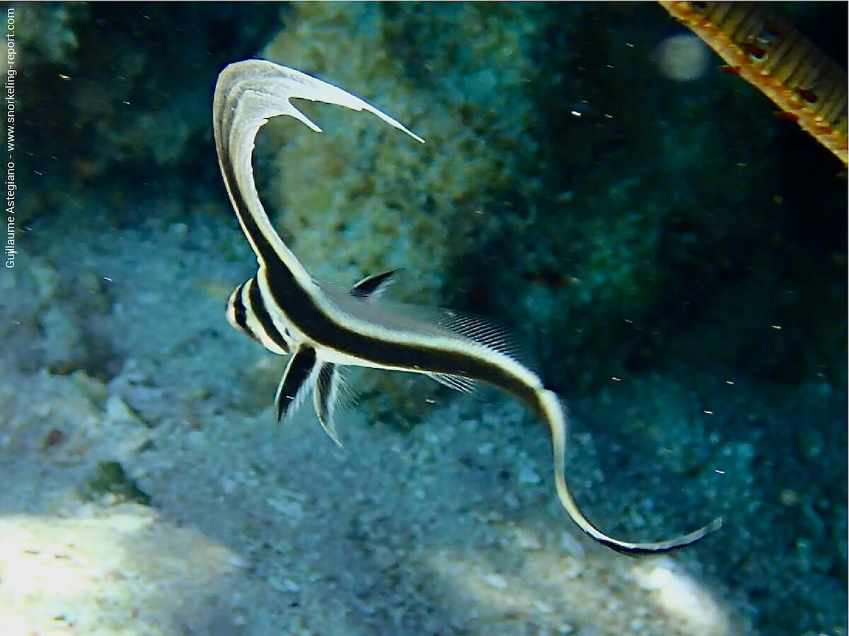 Equetus lanceolatus