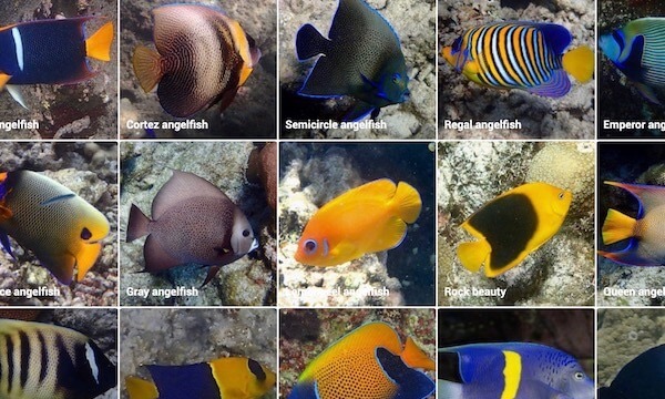 Marine life ID guide