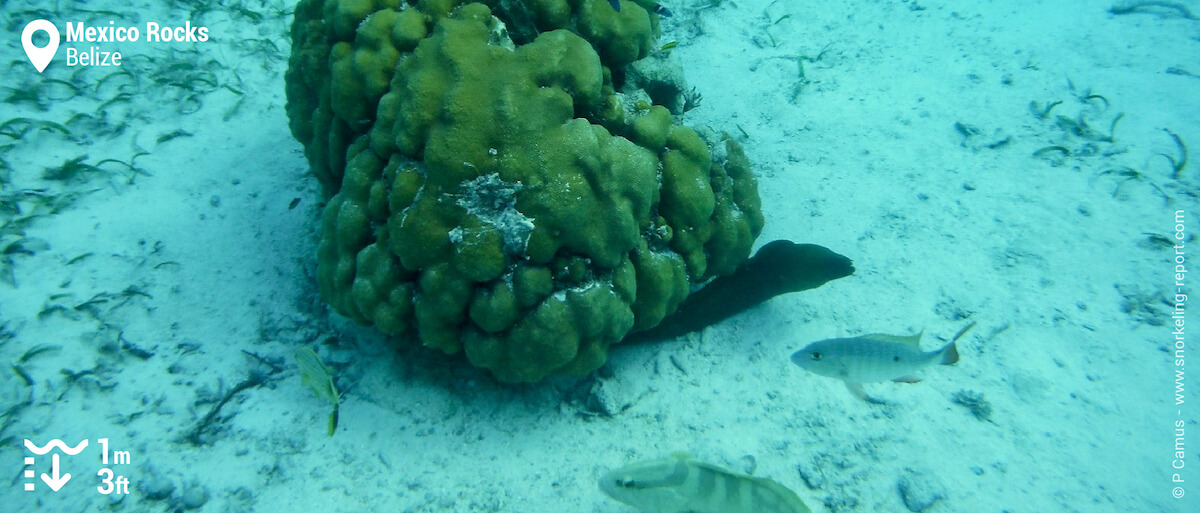 Green moray eel at Mexico Rocks, Belize