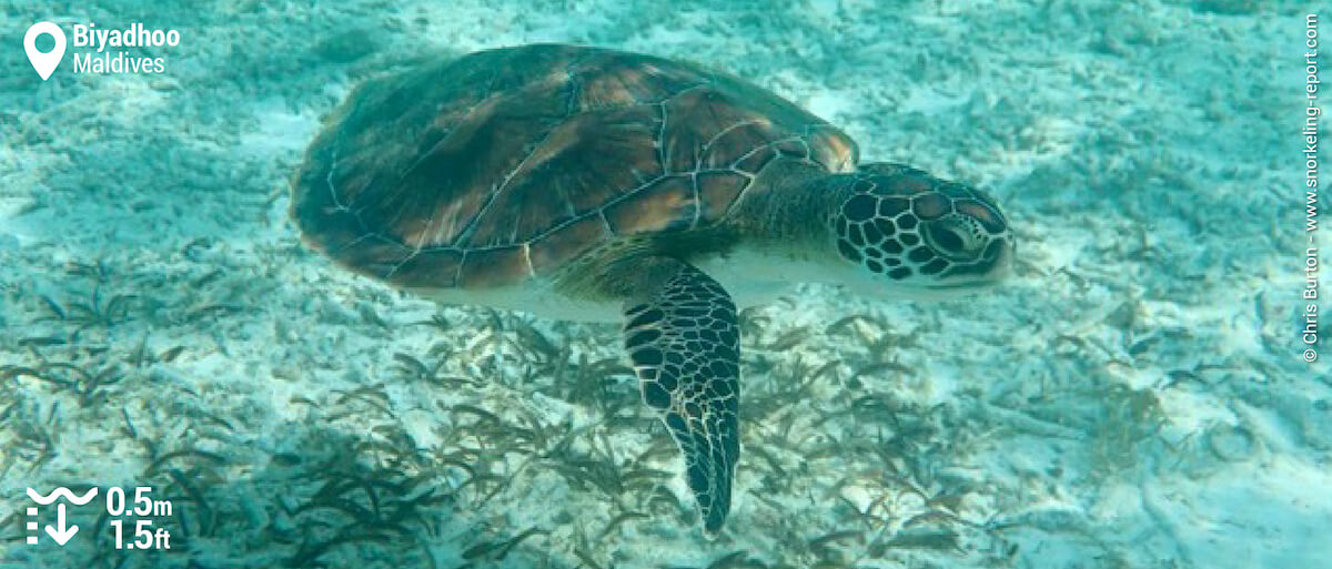 Green sea turtle in Biyadhoo