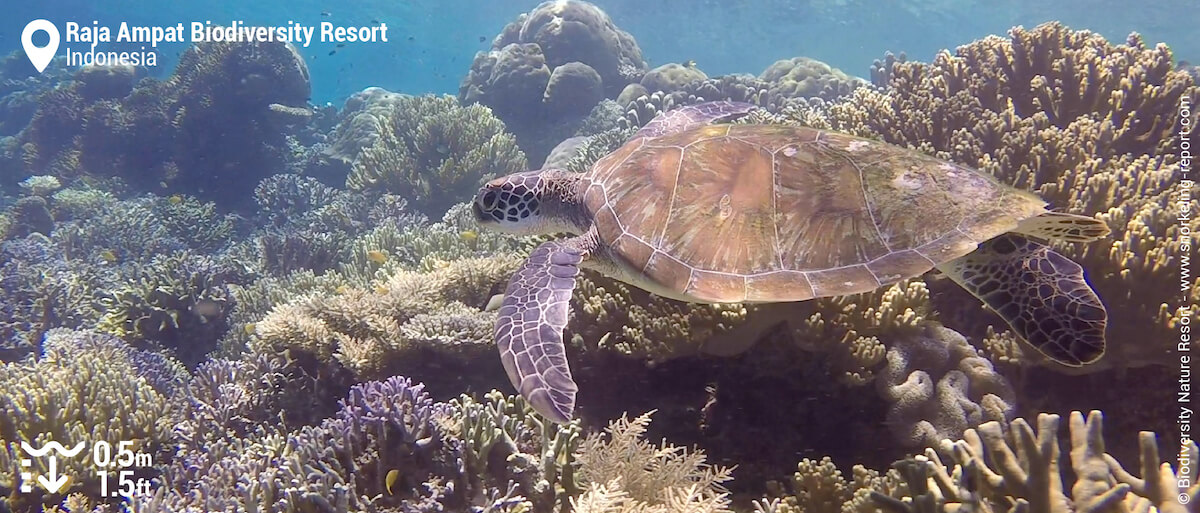 Green sea turtle at Snorkeling at Raja Ampat Biodiversity Resort