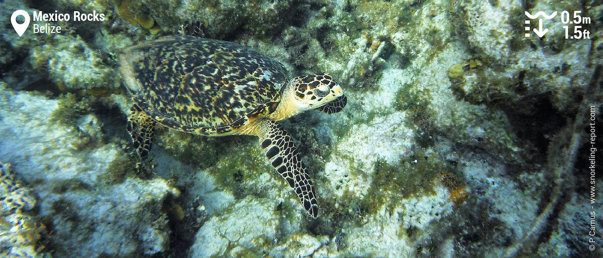 Hawksbill sea turtle at Mexico Rocks, Belize