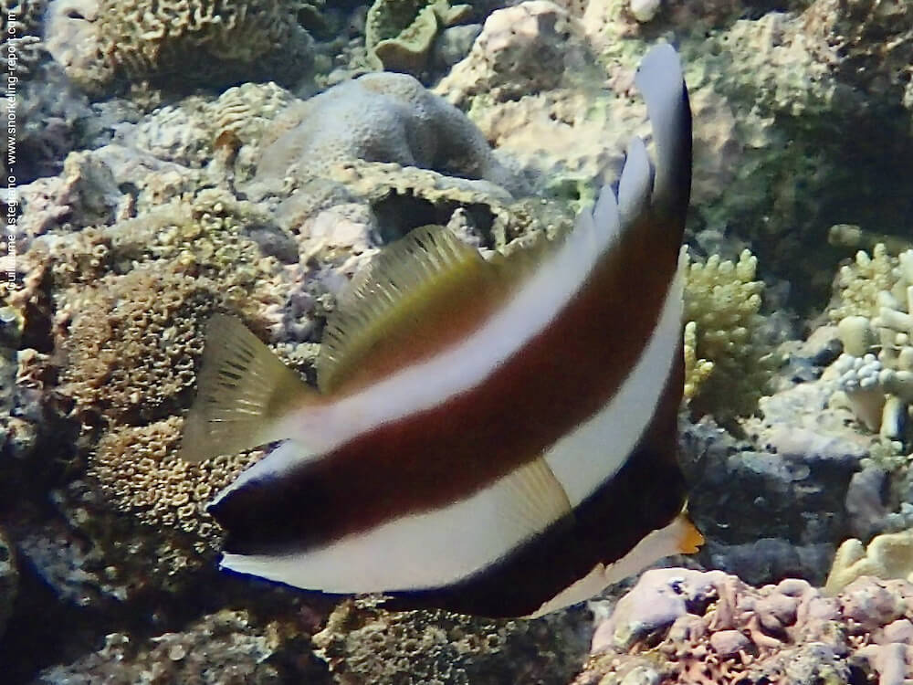 Heniochus chrysostomus