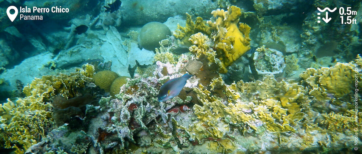 Coral and parrotfish at Isla Perro Chico barco hundido