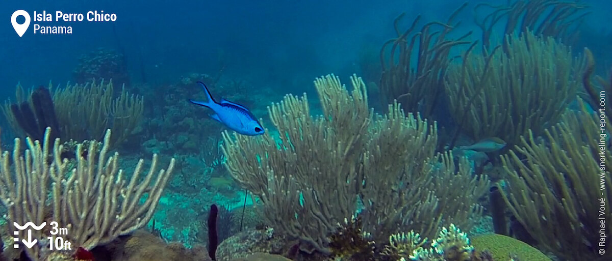 Isla Perro Chico coral reef and blue chromis