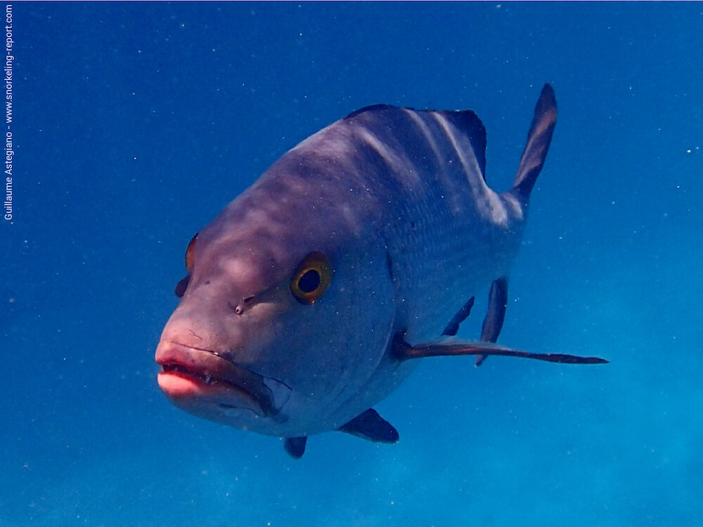 Lutjanus bohar - Two-spot red snapper