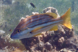 Lutjanus carponotatus