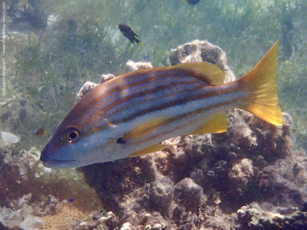 Lutjanus carponotatus