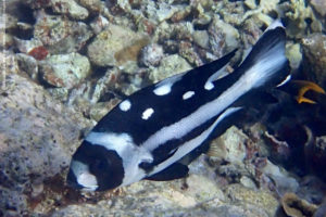 Macolor niger