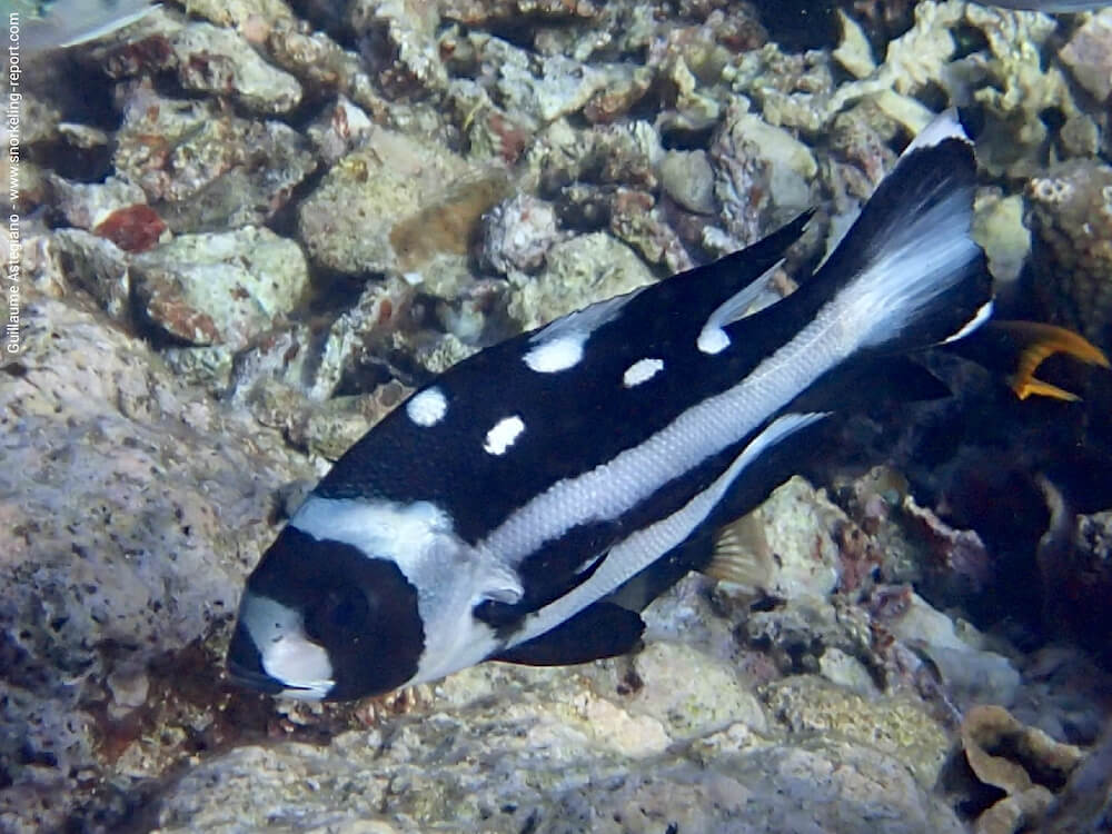 Macolor niger