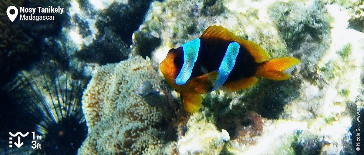 Madagascar clownfish at Nosy Tanikely