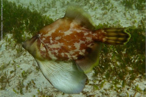 Monacanthus chinensis