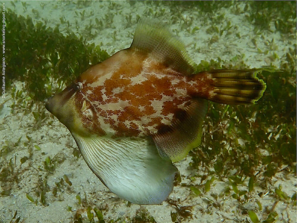 Monacanthus chinensis