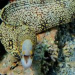 Moray eels