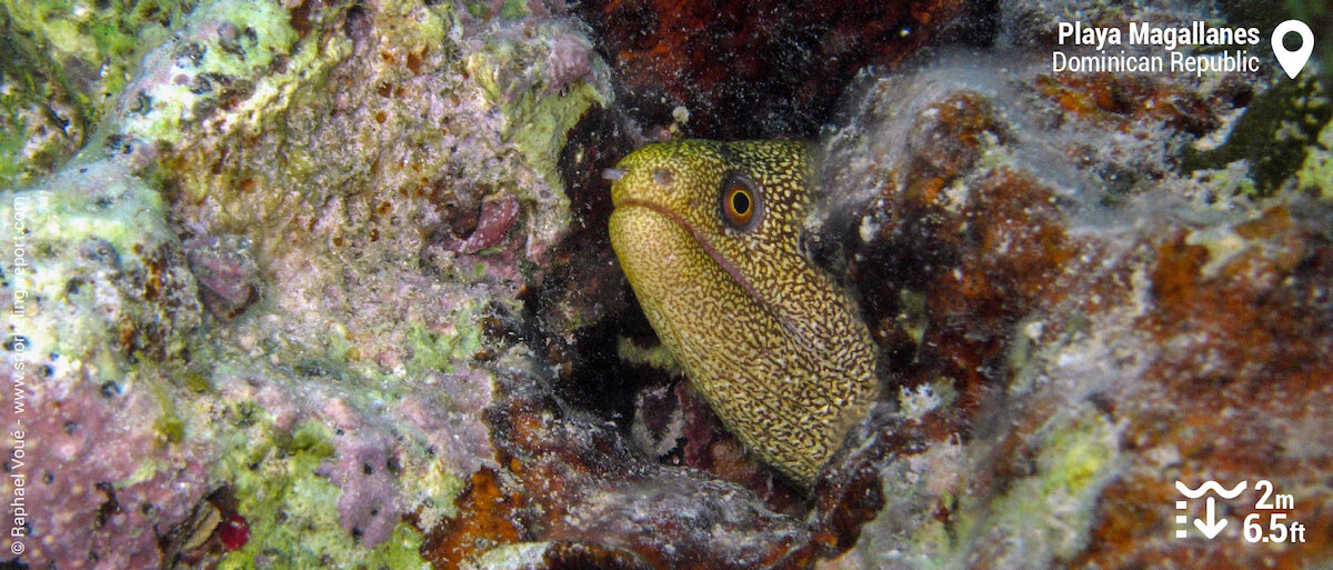 Goldentail moray at Playa Magallanes